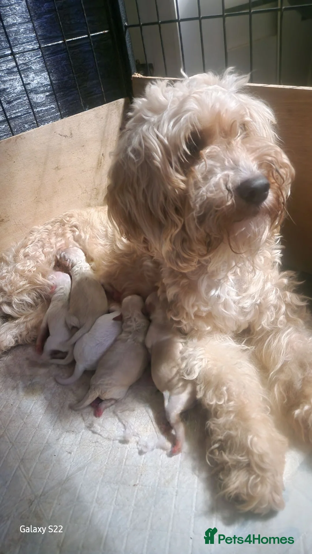 Cockapoo dogs for sale: 2 girls 3 boys available  - Advert 1
