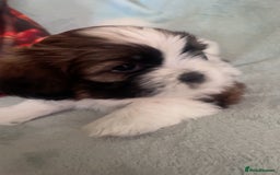 Shih Tzu dogs for sale: 5 beautiful puppies available  - Image 12