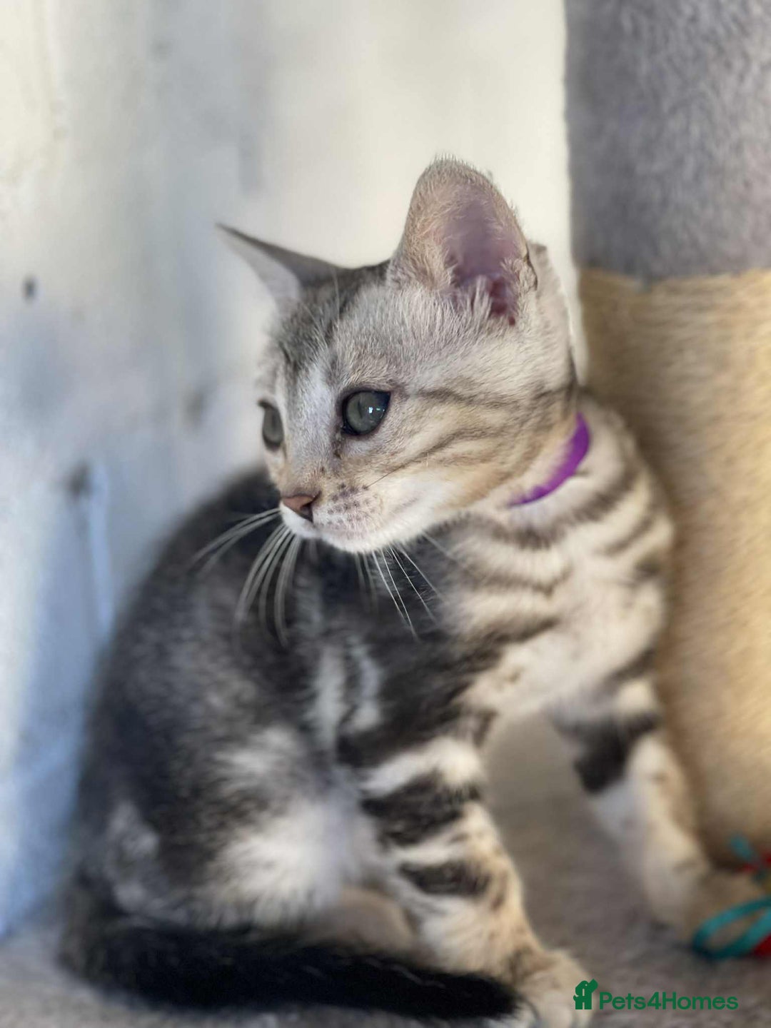 Bengal cats for sale: 🐾 Pedigree tica registered Bengal Kittens - Image 31