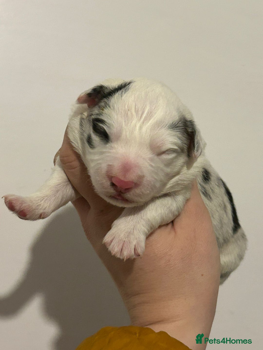 Border Collie dogs for sale: TopClass KC Health tested Border Collie Puppies  - Advert 13