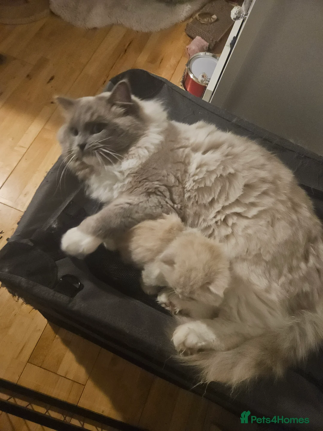 Mixed Breed cats for sale: Fluffy kittens  - Advert 1