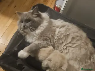 Mixed Breed cats Fluffy kittens - Advert 1