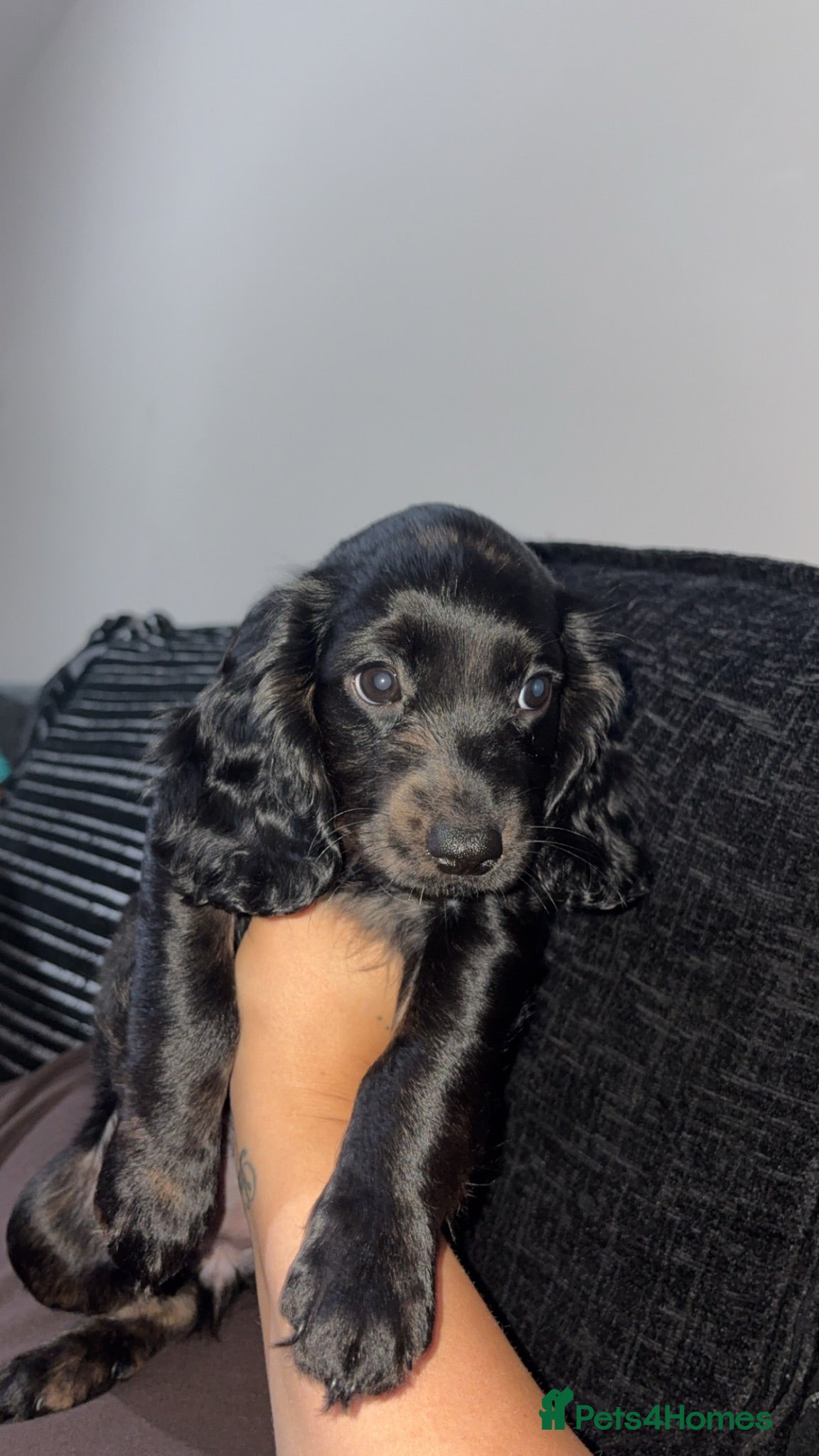 Cocker Spaniel dogs Beautiful last cocker spaniel female  - Advert 12