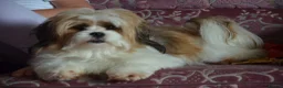 Lhasa Apso dogs for sale: Home bred stunning male Lhasa Apso - Advert 3