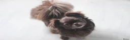 Chihuahua dogs for sale: KC Registered Chocolate Longcoat Boy in Worcester - Advert 3