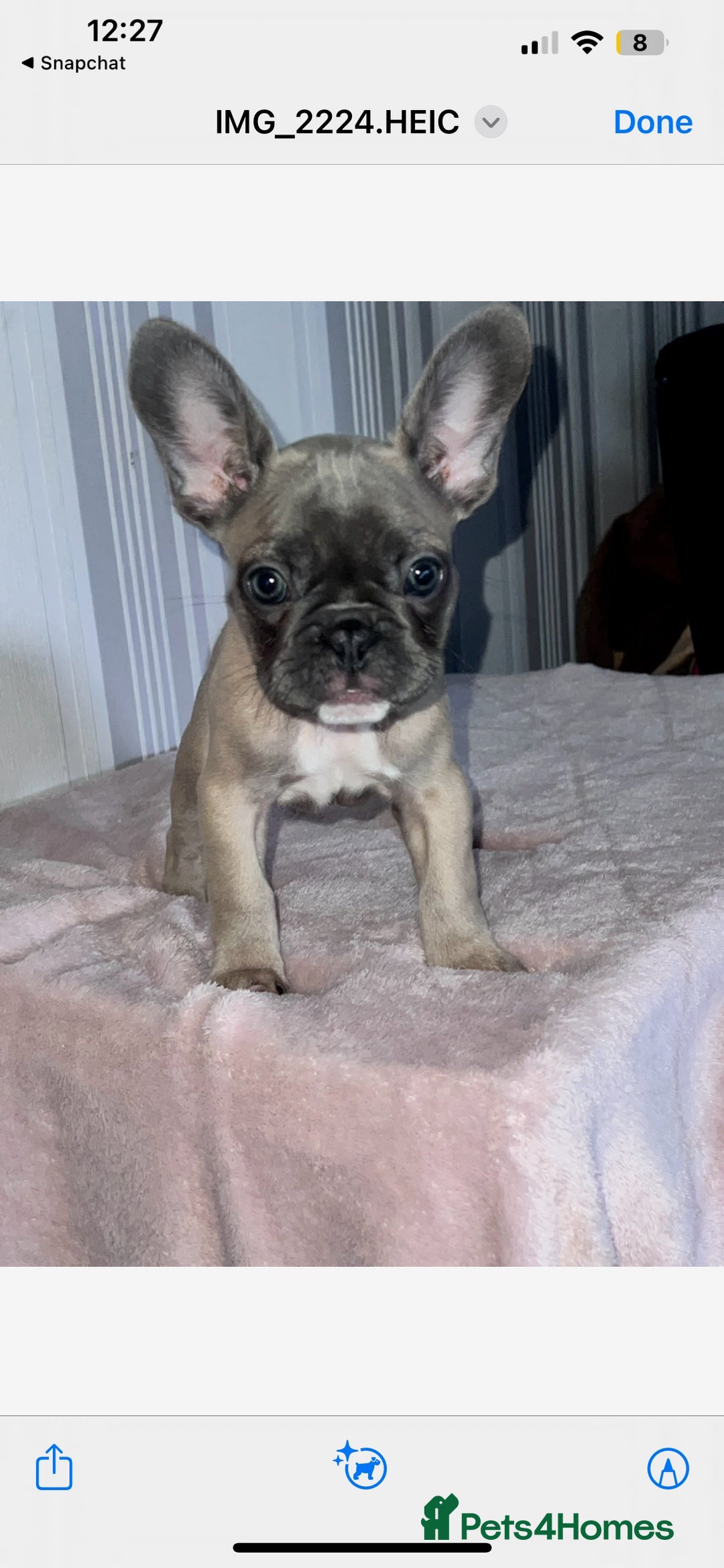 French Bulldog dogs for sale: Little girl looking for her own family 🏡❤️ - Advert 6