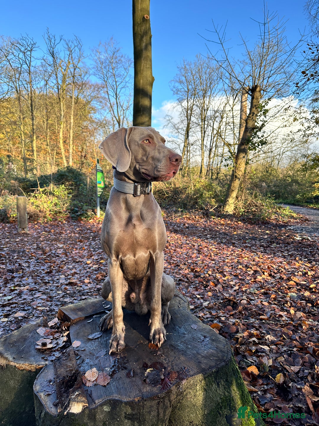 Weimaraner dogs for stud: KC Weimaraner for stud  - Advert 2