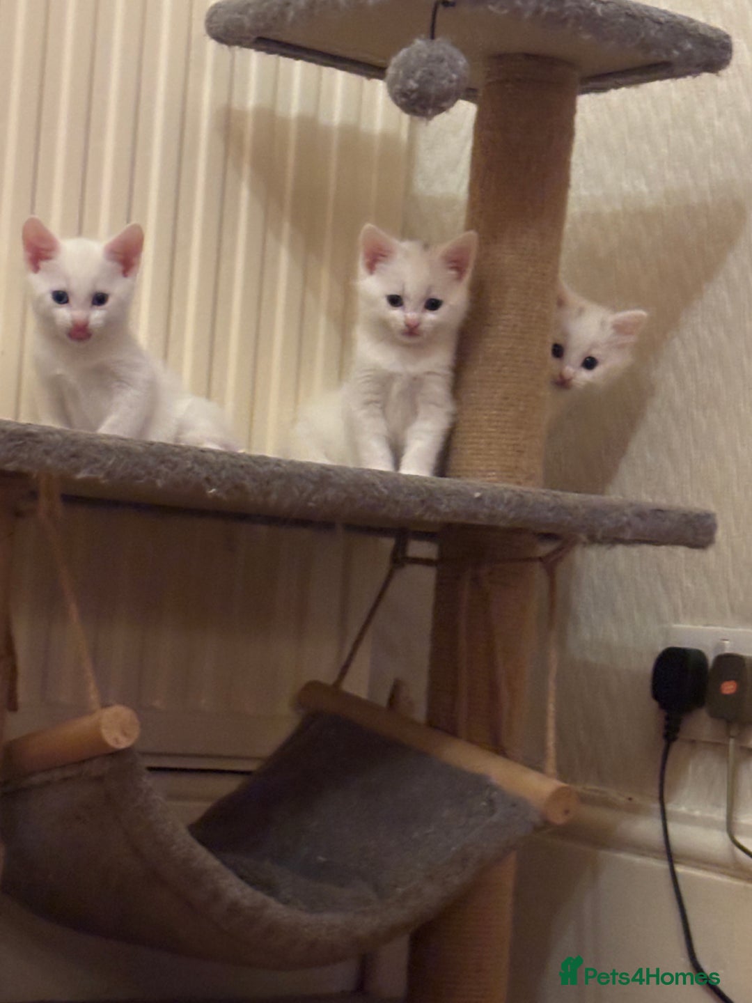 Mixed Breed cats for sale: 7 white kittens READY ASAP - Advert 12