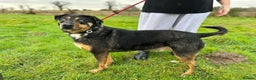 Mixed Breed dogs for adoption: Jack - Norwich Norfolk  in Norwich - Advert 7