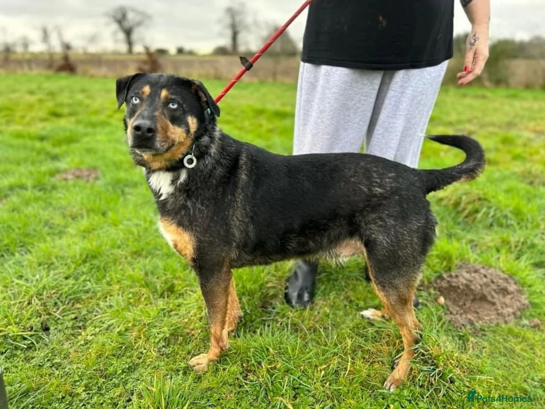 Mixed Breed dogs for adoption: Jack - Norwich Norfolk  in Norwich - Advert 7