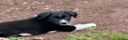 Border Collie dogs for sale: 3 x Gorgeous Collie Pups- Mum ISDS Registered!  - Advert 5