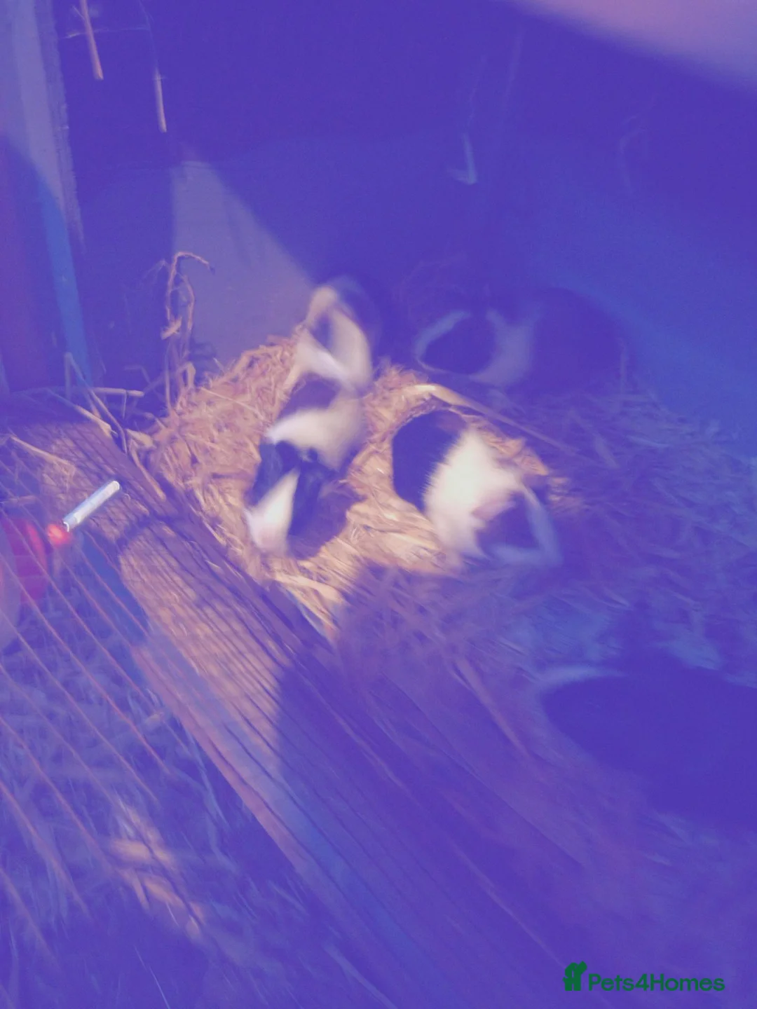 Guinea Pig rodents for sale: Baby females and males - Advert 5