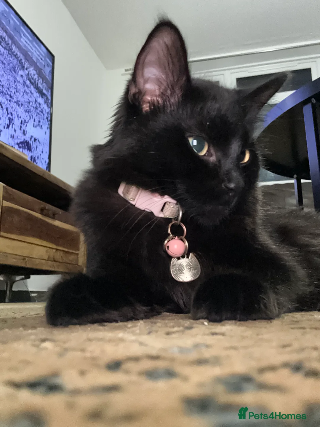 Maine Coon cats for sale: Beautiful Maincoon cross kitten for sell - Advert 10