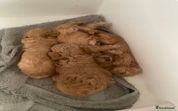 Toy Poodle dogs for sale: Toy Poodle Pups 5 🌟 Council License  - Image 15