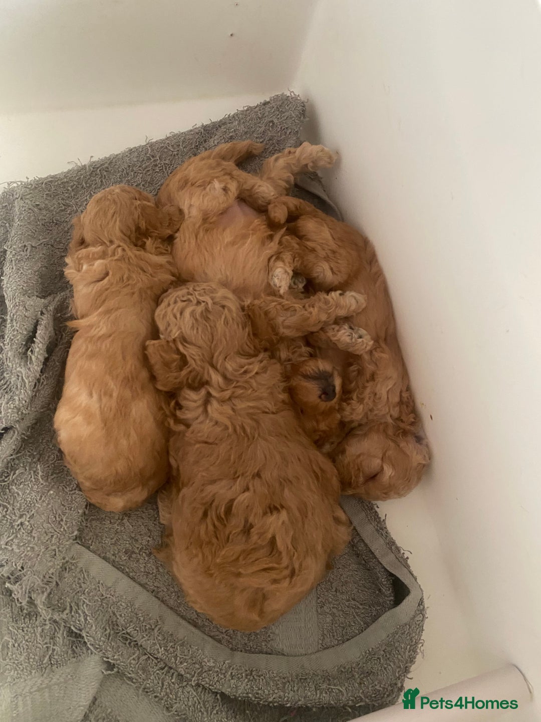 Toy Poodle dogs for sale: Toy Poodle Pups 5 🌟 Council License  - Image 15