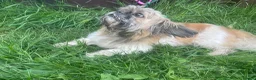 Mixed Breed dogs for sale: The girl  - Advert 1