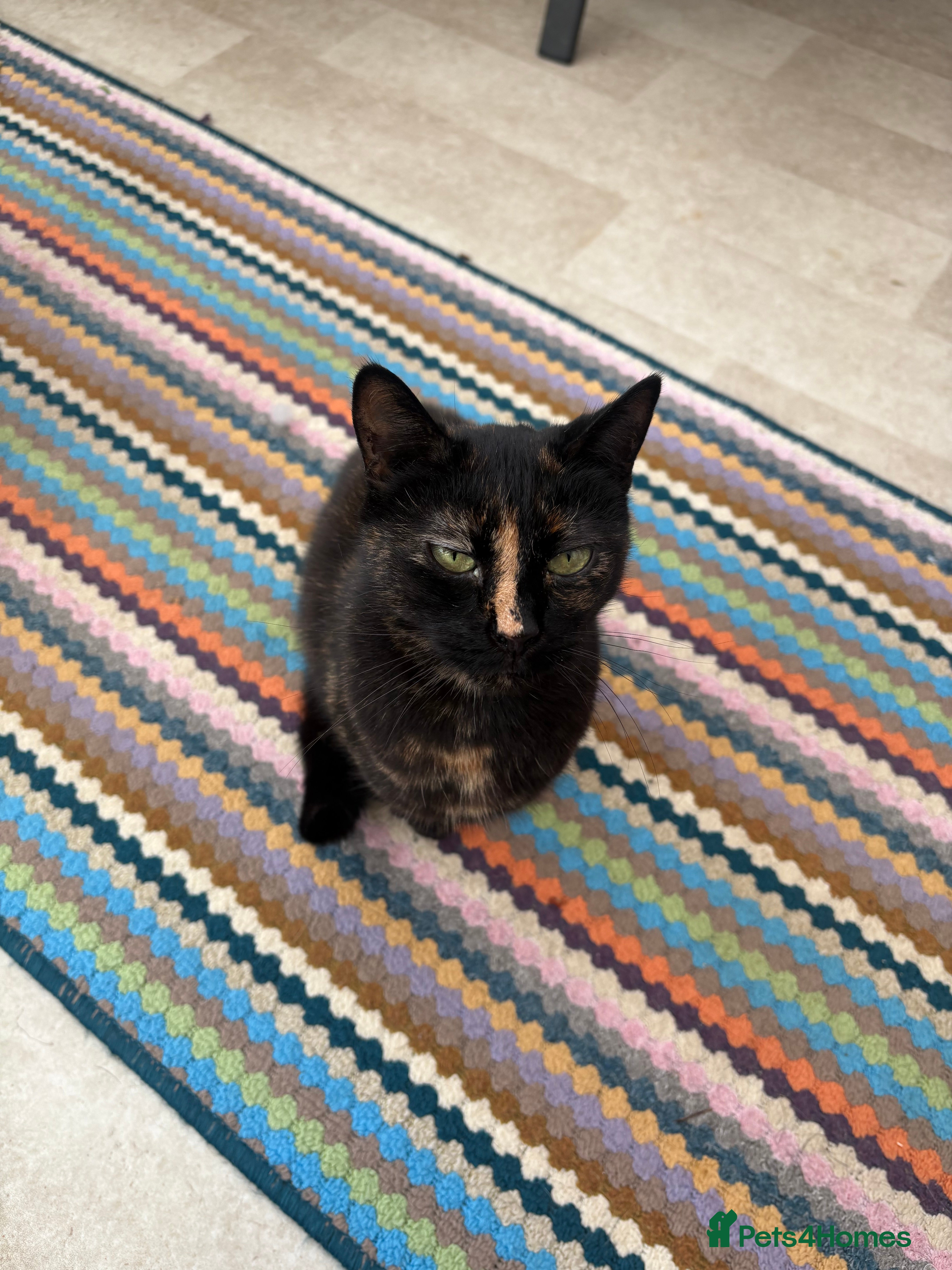 Mixed Breed cats 7 year old lady  - Advert 1