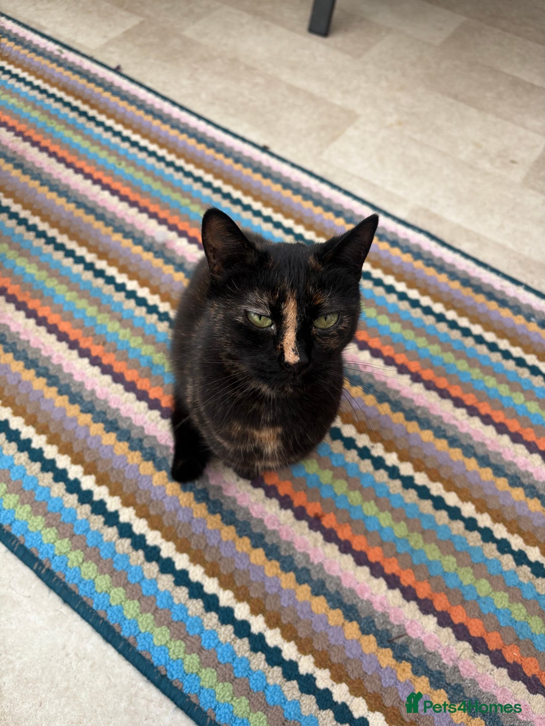 Mixed Breed cats for sale: 7 year old lady  - Advert 1