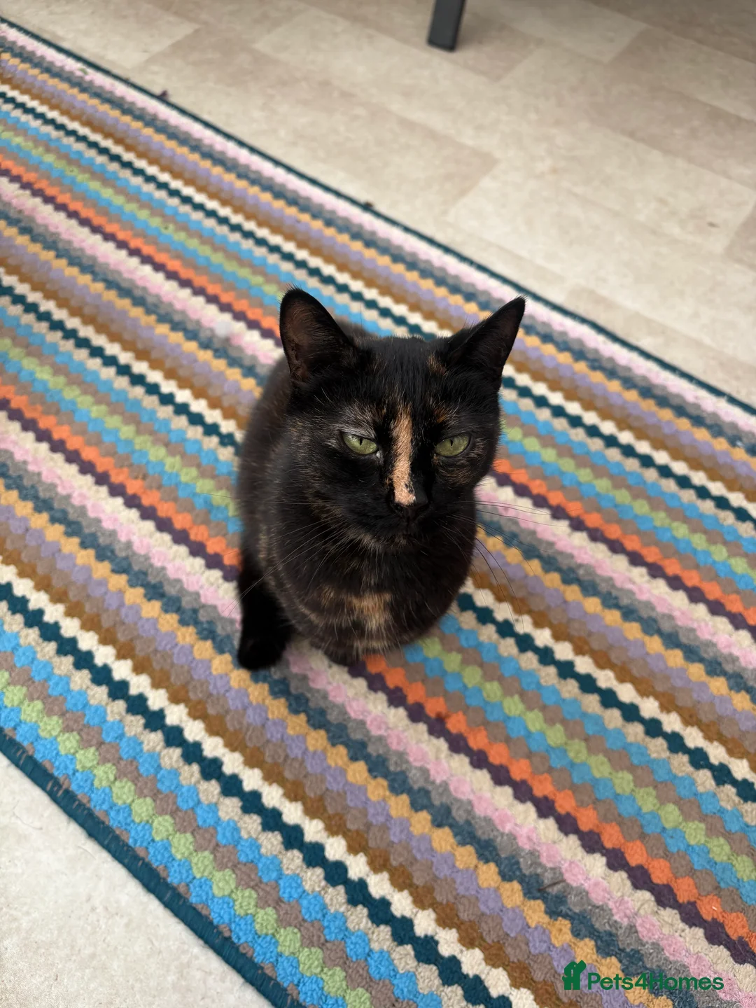 Mixed Breed cats for sale: 7 year old lady  - Advert 1