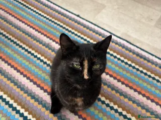 Mixed Breed cats 7 year old lady - Advert 10