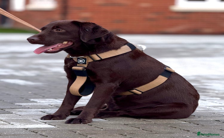 Labrador Retriever dogs - Advert 2