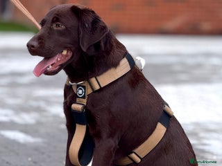Labrador Retriever dogs Stunning Chocolate Female 16 months old - Advert 12