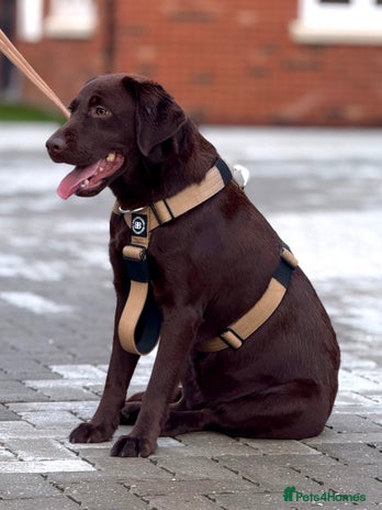 Labrador Retriever dogs - Advert 2