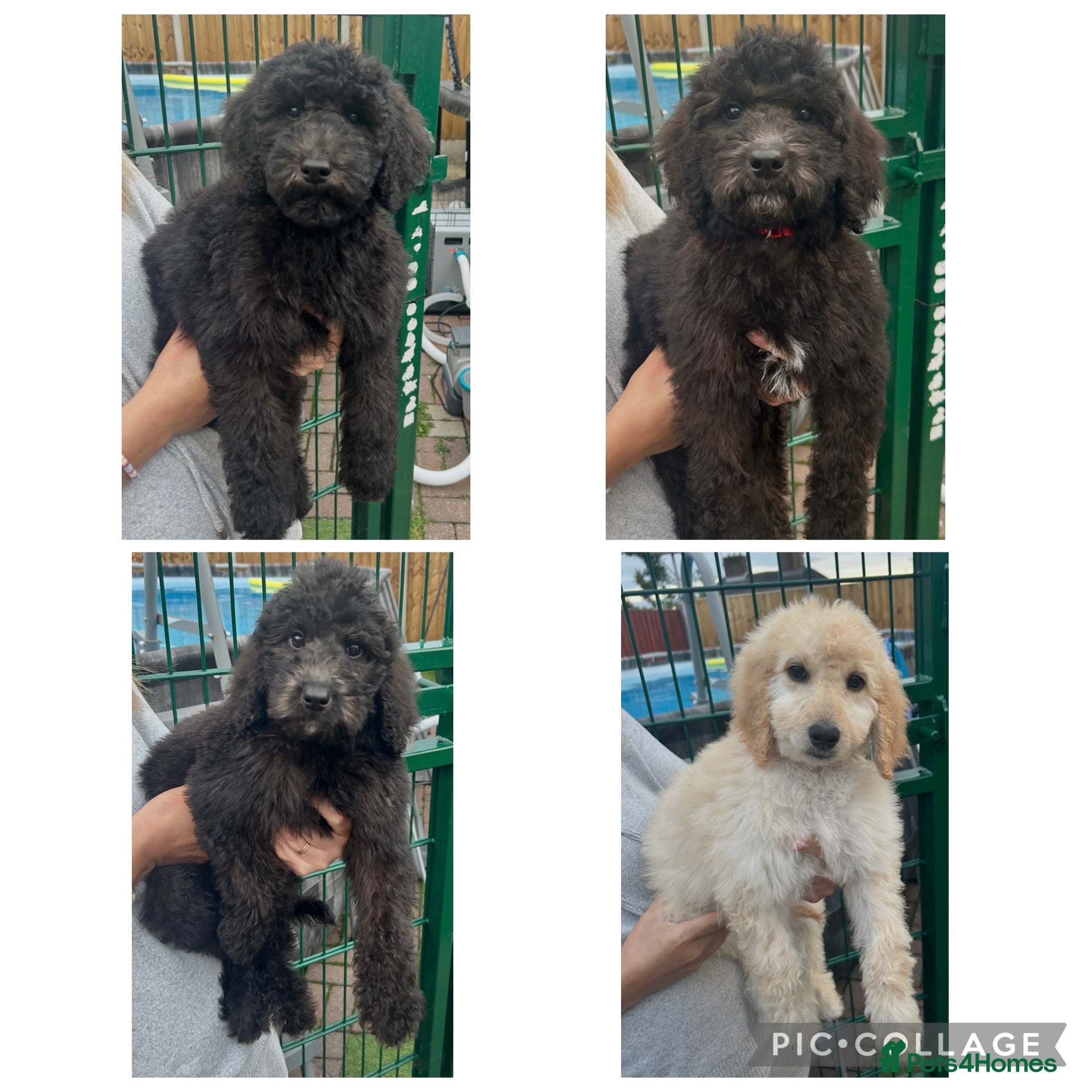 Labradoodle dogs Chunky health tested f1bb standard labradoodles  - Advert 1