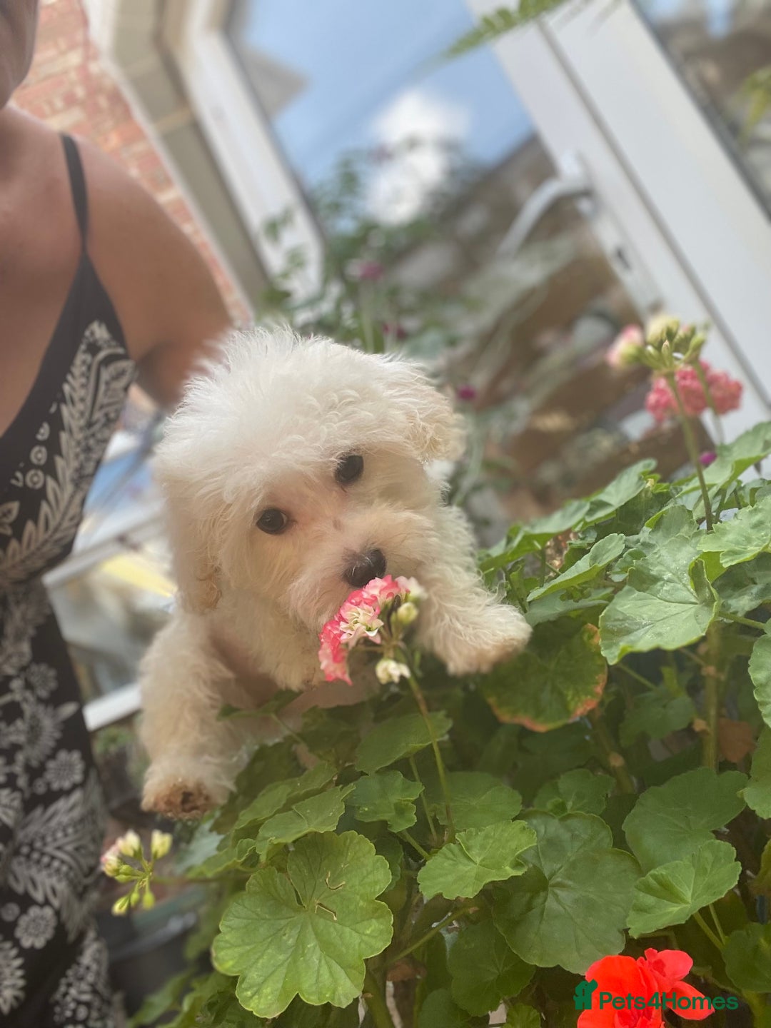 Maltipoo dogs for sale: RESERVED  Absolutely Stunning  Maltipoo GIRL - Image 18