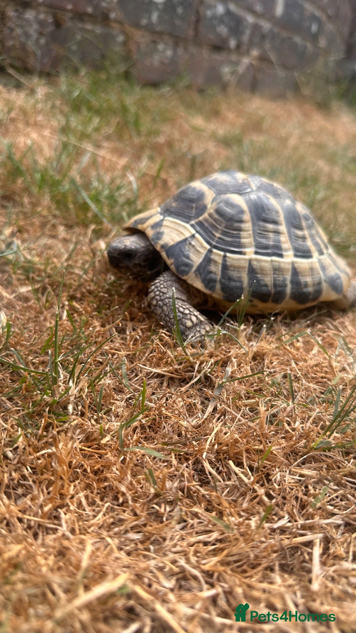 Tortoise reptiles Male Herman 10 years old Rio - Advert 2