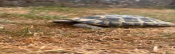 Tortoise reptiles for sale: Male Herman 10 years old Rio - Advert 1
