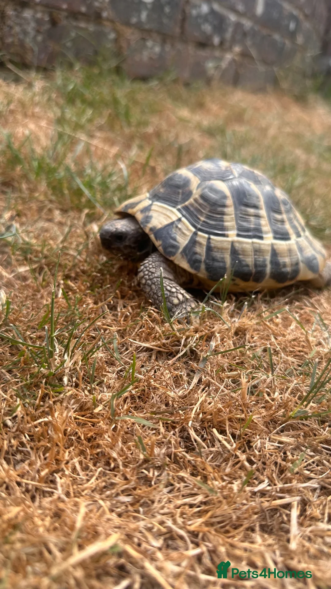 Tortoise reptiles for sale: Male Herman 10 years old Rio - Advert 1