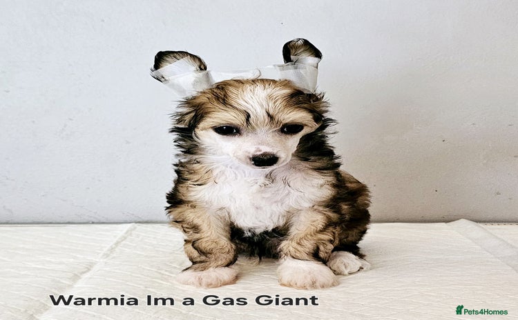 Chinese Crested dogs in Crewe - Advert 3