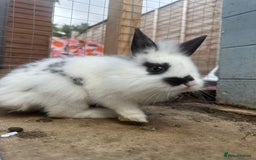 Mixed Breed rabbits for sale: Baby Rabbits  - Image 21
