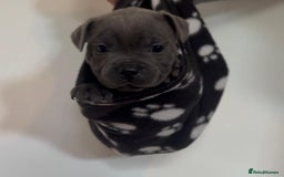 Staffordshire Bull Terrier dogs for sale: 💙Stunning Blue Staffordshire Bull Terrier Pups 💙 - Image 6
