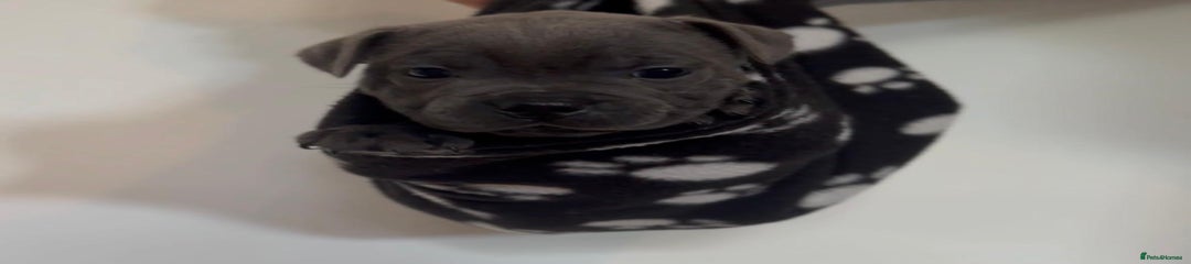Staffordshire Bull Terrier Puppy 3