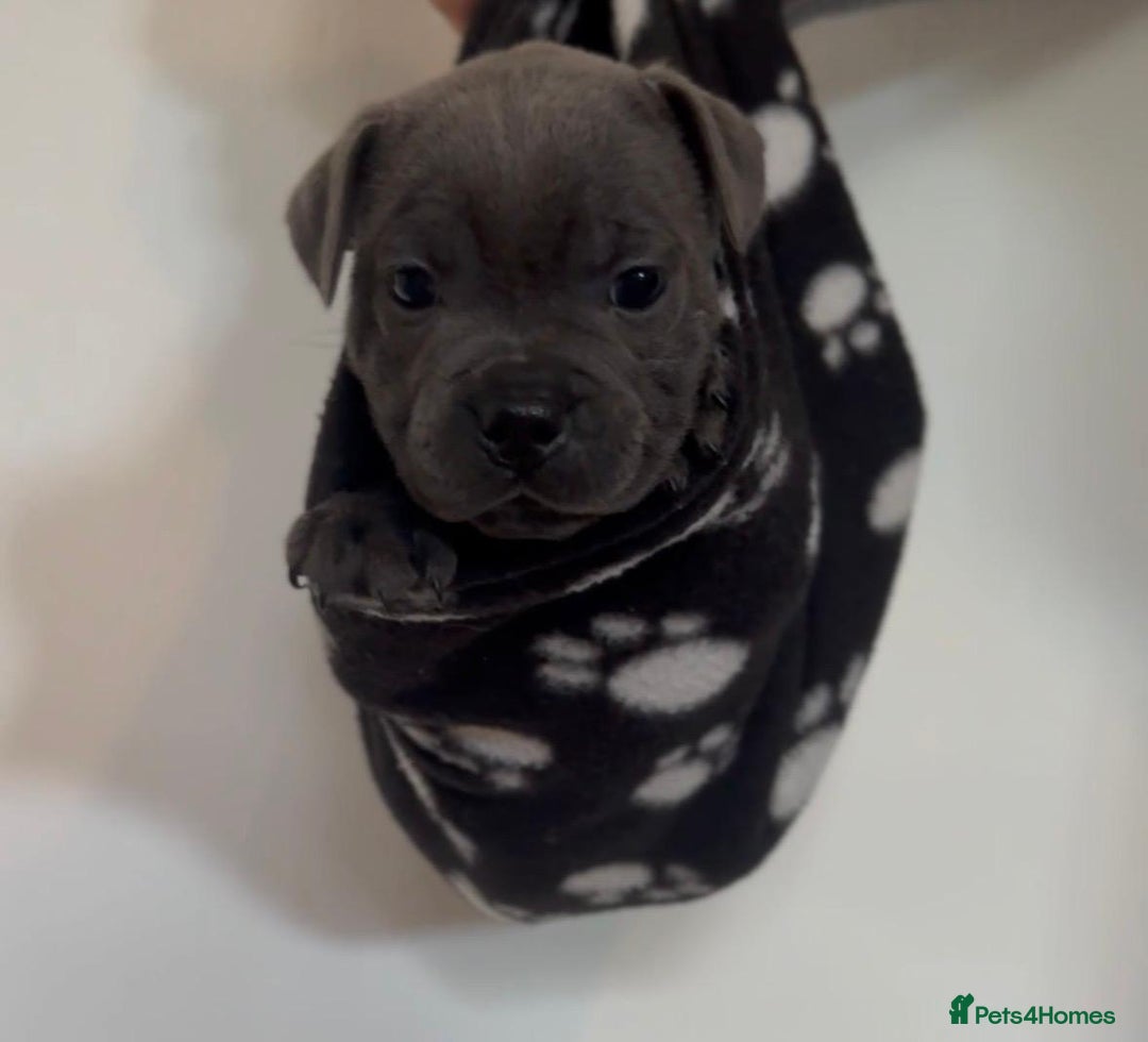 Staffordshire Bull Terrier dogs for sale: 💙Stunning Blue Staffordshire Bull Terrier Pups 💙 - Image 6