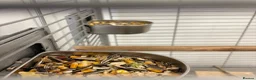 Parrots birds for sale:  Green-cheeked Conure parrot (Pyrrhura molinae)  in Cwmbran - Advert 8