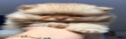Pomeranian dogs for sale: 🧸 Exceptional Teddy Bear Boys  Rare Colours👑 - Advert 16