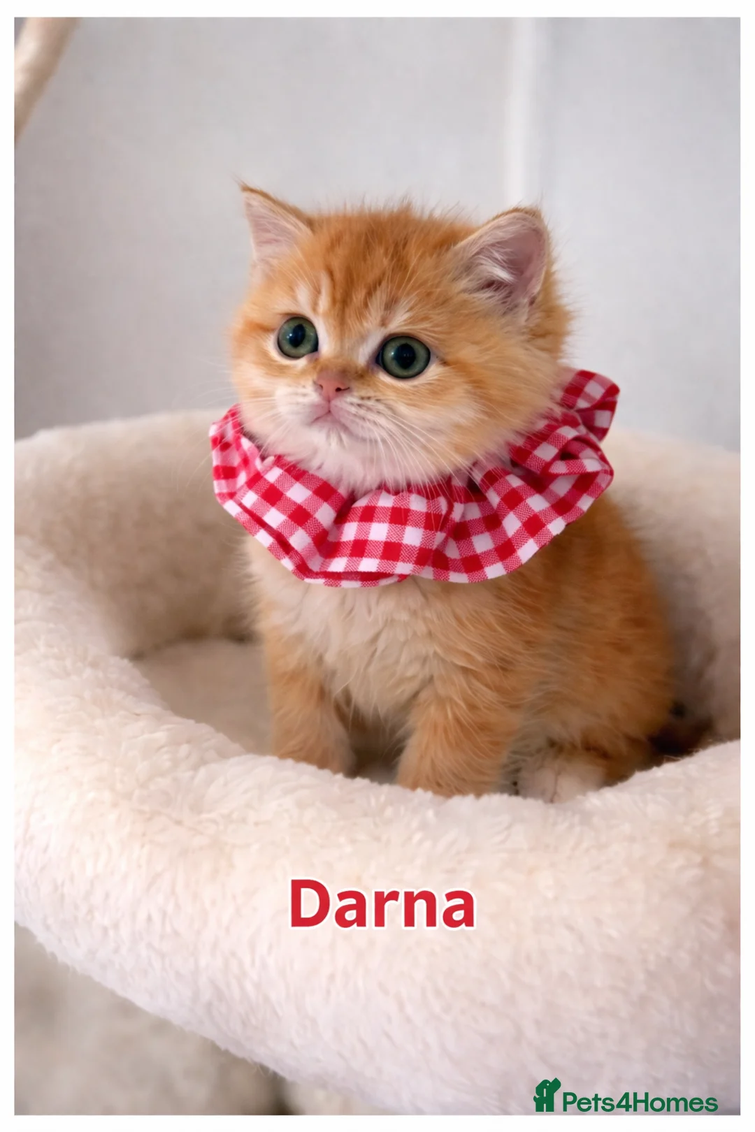 British Shorthair cats for sale: 🏆Tica Registered ny12 British Shorthair Kittens🏆 - Advert 2