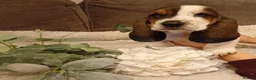 Basset Hound dogs for sale: Beautiful basset hounds - Advert 1