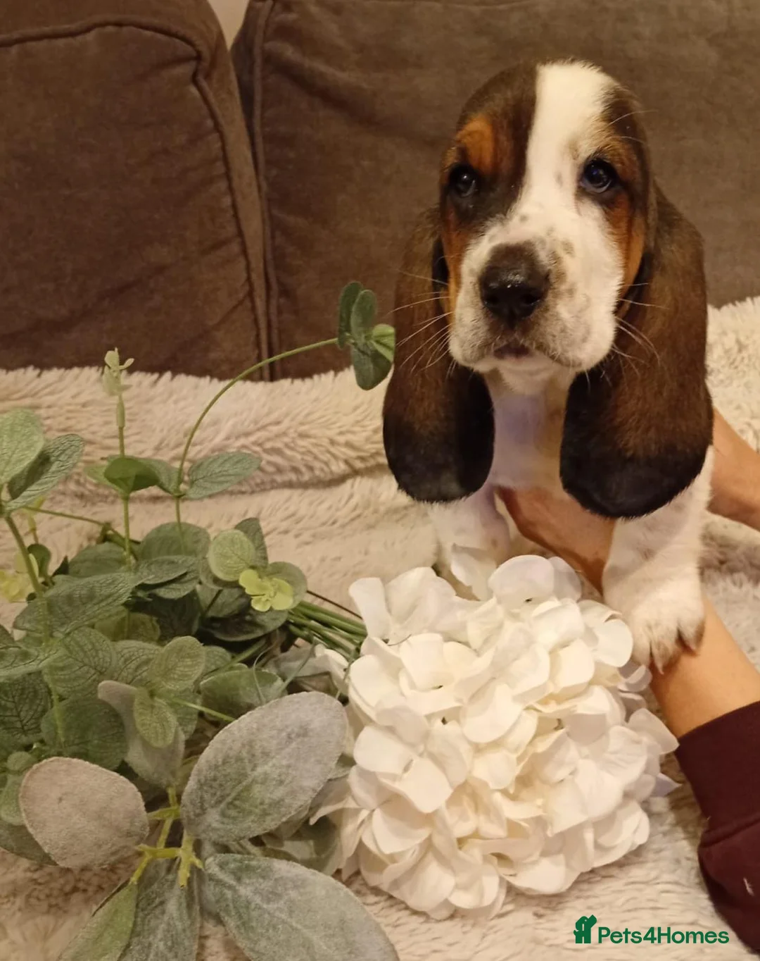 Basset Hound dogs for sale: Beautiful basset hounds - Advert 1
