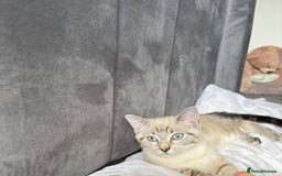 Mixed Breed cats for sale: Male Cat  - Image 1