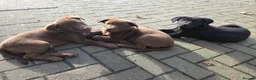Labrador Retriever dogs for sale: 3 gorgeous labs - Advert 4