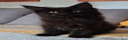 Maine Coon cats for sale: Maine coon kittens  - Advert 26