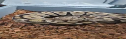 Python Snake reptiles for sale: Pastel female ball python proven breeder  - Advert 4