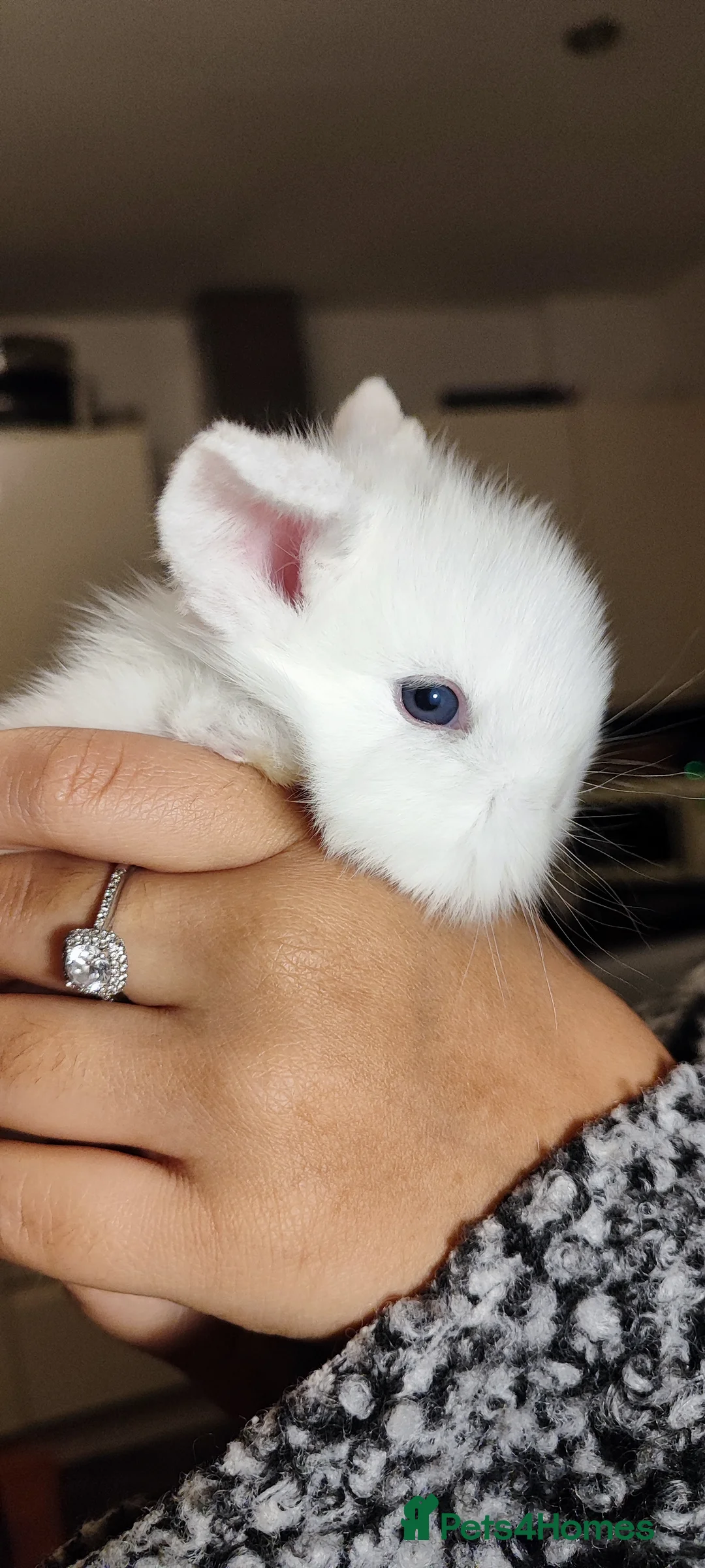Mini Lop rabbits for sale: Beautiful mini lop x mini lop lion head  - Advert 5