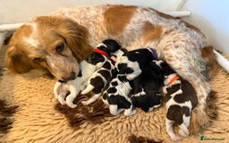 Cocker Spaniel dogs for sale: 2 beautiful working cocker boys  - Image 3