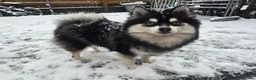 Pomsky dogs for sale: Pomsky Puppys For Sale - Advert 24