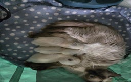 Ragdoll cats for sale: BEAUTIFUL PURE RAGDOLL KITTENS - Image 5